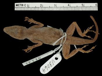 Media type: image; Herpetology R-81131